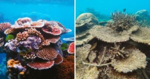 CORAL REEFS AND THEIR IMPORTANCE TO THE ENVIRONMENT
